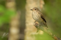 Lejsek sedy - Muscicapa striata - Spotted Flycatcher 3441